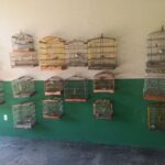 Polícia Militar resgata 36 aves silvestres em cativeiros ilegais