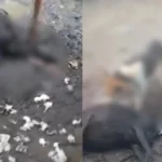 Atalaia: Seis ovelhas são encontradas mortas após ataque na zona rural