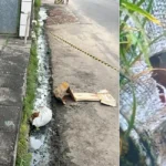 Em Maceió, corpo de mulher é encontrado esquartejado dentro de saco plástico 