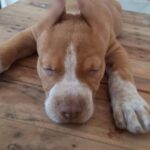 Polícia Civil indicia investigado por oferecer serviço de corte de orelhas de animais em Alagoas