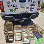 PM resgata mais de 100 aves silvestres durante operação em Penedo e mais três cidades de AL