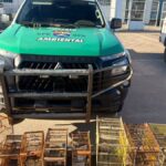 Polícia apreende centenas de animais silvestres durante operação em Alagoas